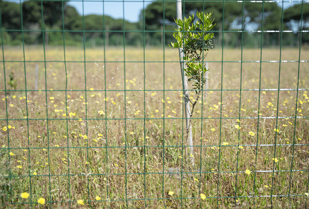 monitoraggio-san-rossore-piante